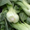 pak-choi